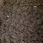 Lainage bouclette noire